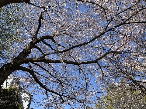 sakura.jpg